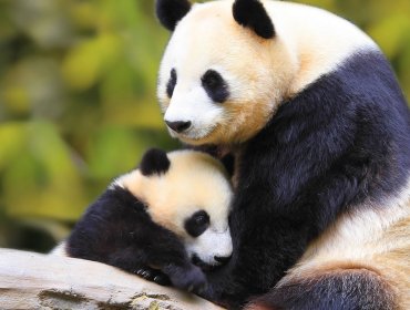 Muere un quinto panda gigante en China por el virus del moquillo