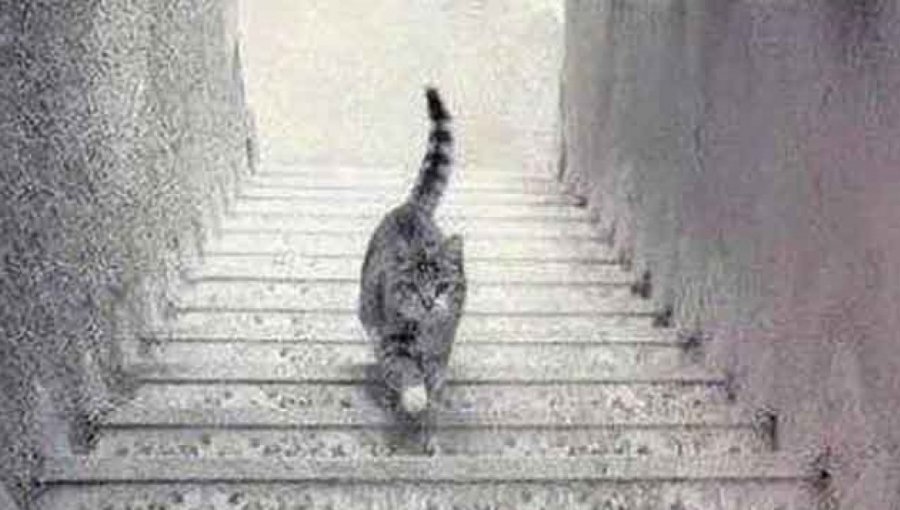 Nuevo debate en internet: ¿El gato va hacia arriba o hacia abajo en la escalera?