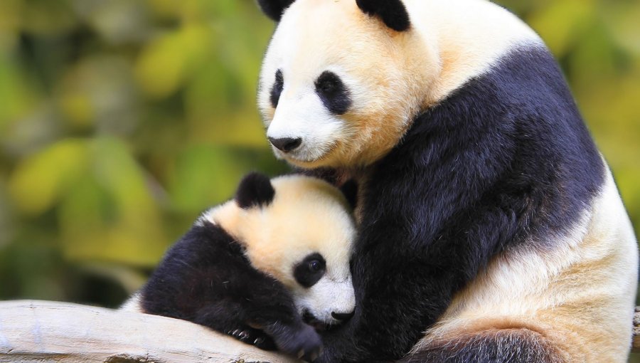 Muere un quinto panda gigante en China por el virus del moquillo