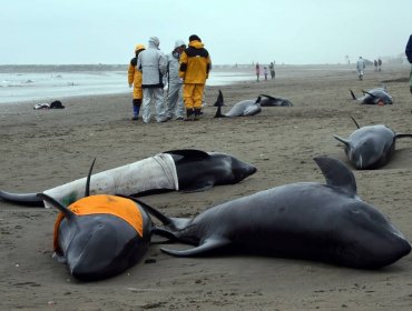 Unos 150 delfines quedan varados en una playa de Japón