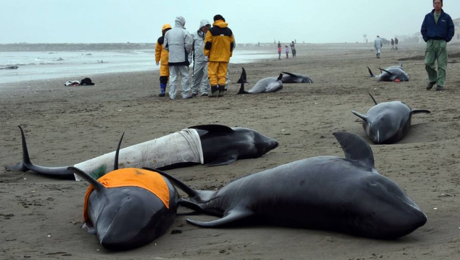 Unos 150 delfines quedan varados en una playa de Japón