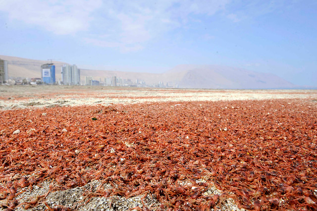 Varamiento de millones de Langostinos sorprende a los habitantes de Iquique