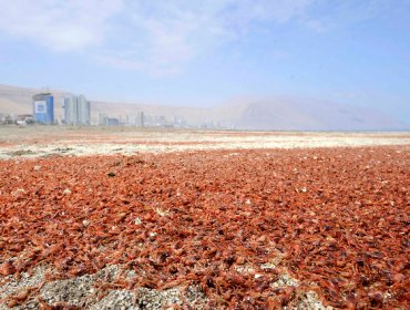 Varamiento de millones de Langostinos sorprende a los habitantes de Iquique