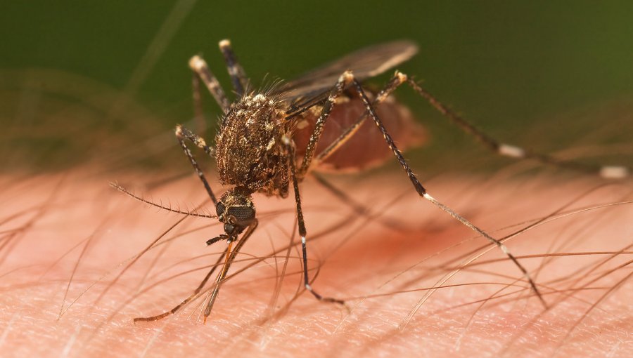 Los casos de dengue en Brasil aumentaron un 240 % en primer trimestre de 2015