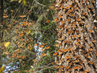 ONGs piden a Unesco declarar en "peligro" reserva de mariposa monarca