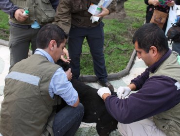 Comienza plan de esterilización canina y felina en Valparaíso