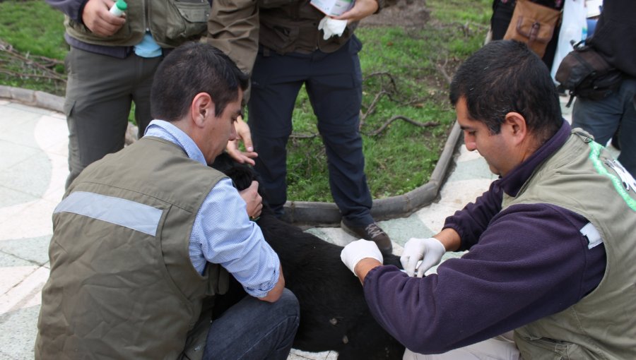 Comienza plan de esterilización canina y felina en Valparaíso