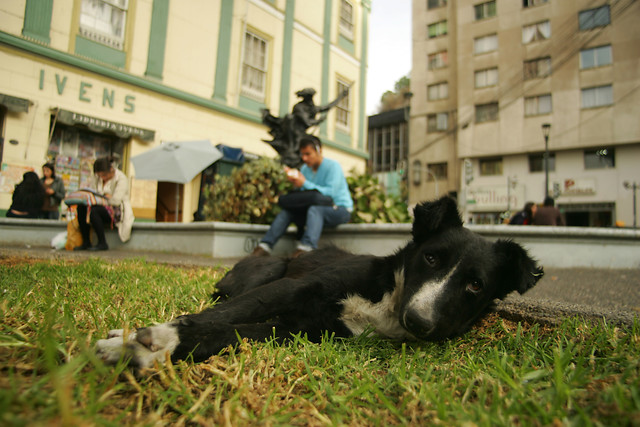 Corte Suprema ordena plan de retiro de perros vagos en Punta Arenas