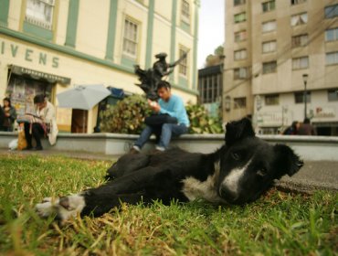 Corte Suprema ordena plan de retiro de perros vagos en Punta Arenas