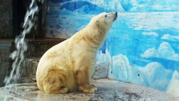 A los 18 años de edad murió "Taco", el oso polar del zoológico de Santiago