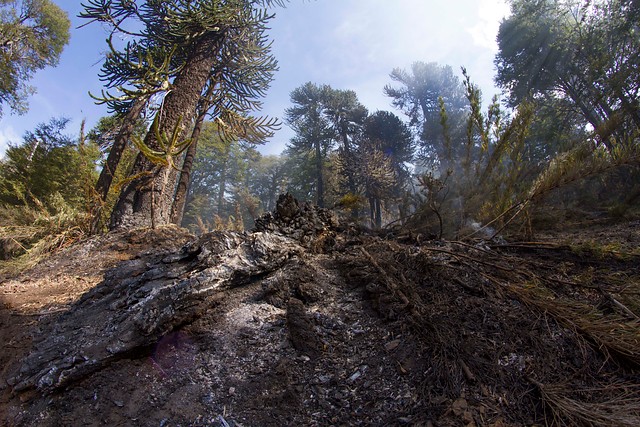 Conaf da por controlado el incendio forestal en Reserva Nacional Malleco