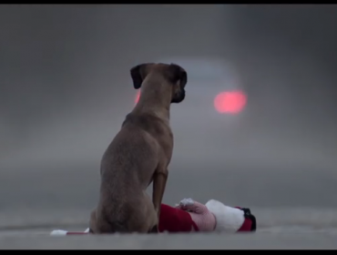 La cruda campaña para incentivar la tenencia responsable de mascotas