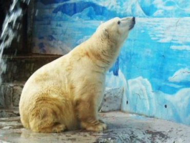 A los 18 años de edad murió "Taco", el oso polar del zoológico de Santiago