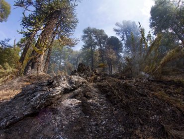 Conaf da por controlado el incendio forestal en Reserva Nacional Malleco