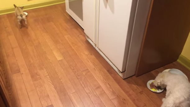 Video: Este perrito odia comer solo, mira su increíble idea