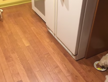 Video: Este perrito odia comer solo, mira su increíble idea