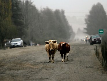 La tarde de este viernes evacuarían a los animales desde Villa Ensenada