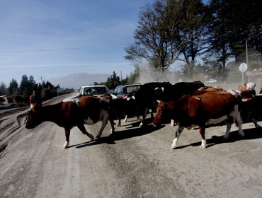 Ministerio de Agricultura evacua a primeros animales afectados por el volcán Calbuco