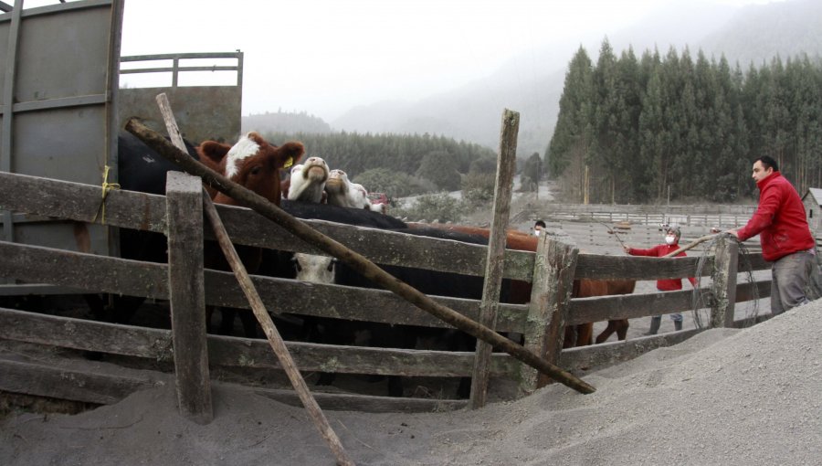 Evacuan 2.839 cabezas de ganado desde la zona de exclusión del Calbuco