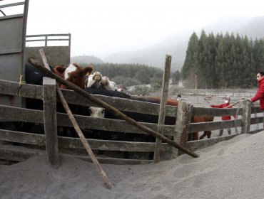 Evacuan 2.839 cabezas de ganado desde la zona de exclusión del Calbuco