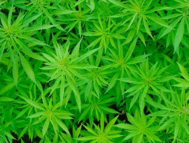 Calama aprueba el uso medicinal de Cannabis