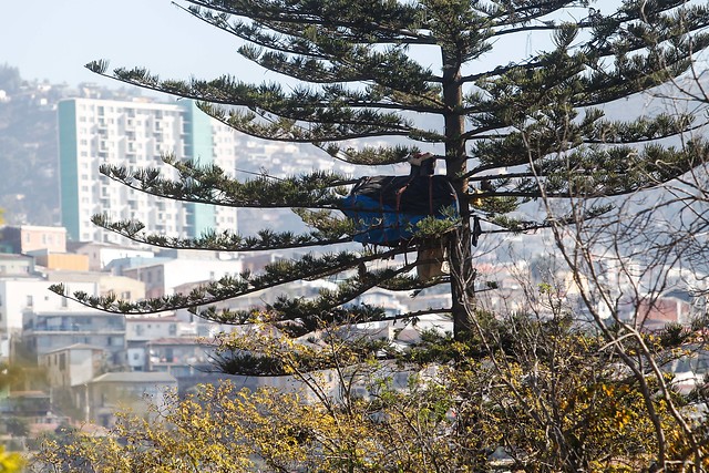 Vendedor ambulante cumple más de un mes viviendo en un árbol de Valparaíso