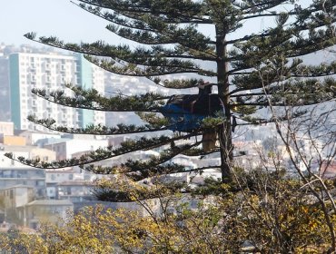 Vendedor ambulante cumple más de un mes viviendo en un árbol de Valparaíso