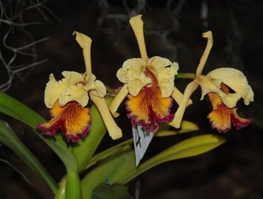 Colombia es el país con mayor variedad de orquídeas, con 4.270 especies