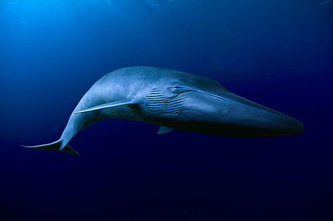 Masivo varamiento de ballenas en el Golfo de Penas