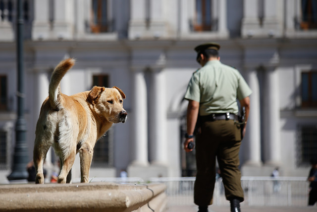 En Concepción municipio toma medidas tras caso de perro con rabia