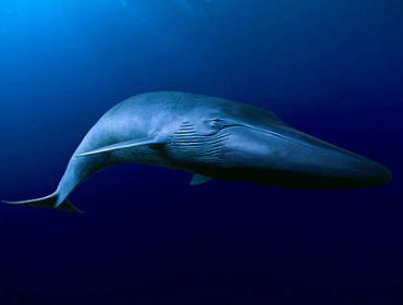 Masivo varamiento de ballenas en el Golfo de Penas