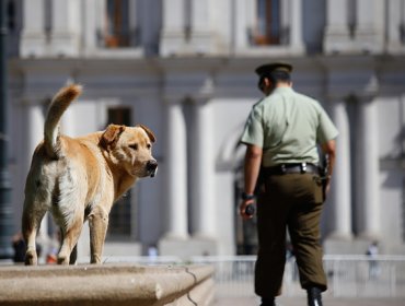 En Concepción municipio toma medidas tras caso de perro con rabia