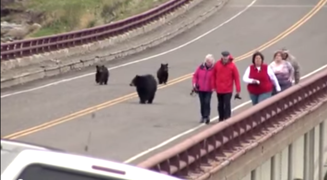 Video: Osos persiguen a turistas en parque de Estados Unidos