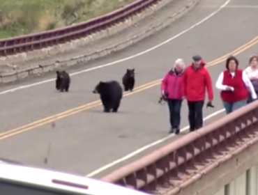 Video: Osos persiguen a turistas en parque de Estados Unidos