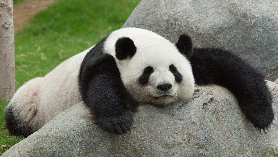 Diez detenidos por matar a un oso panda para vender su piel en China