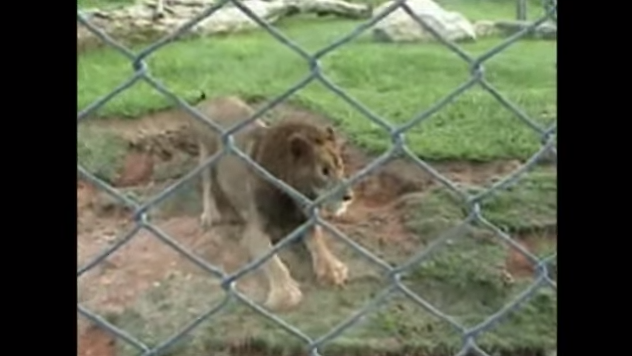 Video: León es liberado tras 13 años de cautiverio