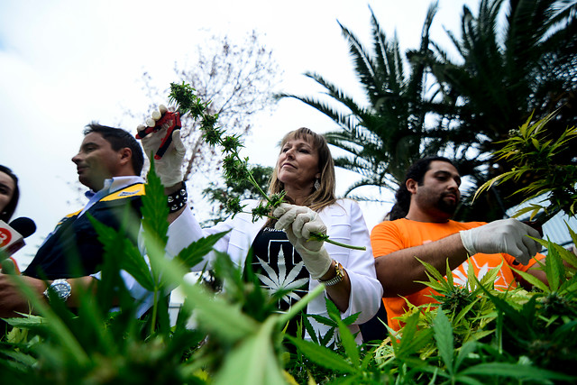 Nuevo director del Senda contribuyó a poner a la marihuana en la lista de drogas duras