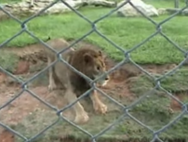 Video: León es liberado tras 13 años de cautiverio