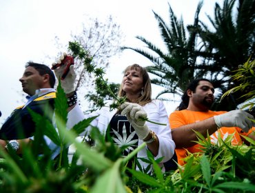 Nuevo director del Senda contribuyó a poner a la marihuana en la lista de drogas duras