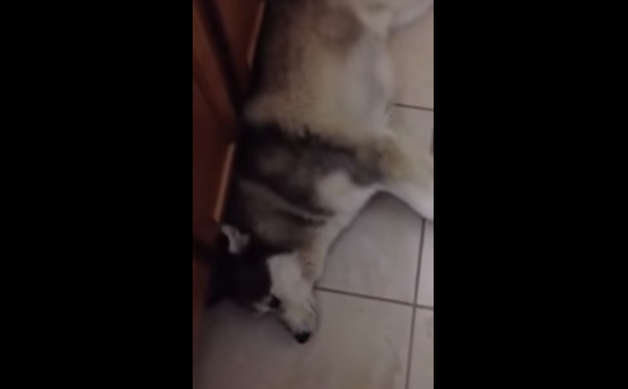 Video: Mira la divertida pataleta de un perro porque no quiere bañarse
