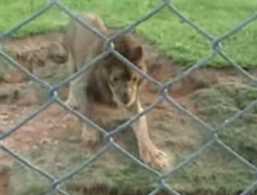 Mira la reacción de un león que sale de su jaula tras estar encerrado 13 años