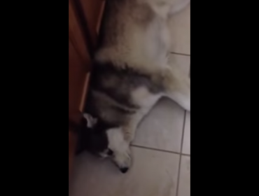 Video: Mira la divertida pataleta de un perro porque no quiere bañarse