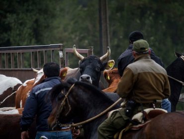 Cuatreros detenidos quedaron libres por orden de la Fiscalía en Concepción