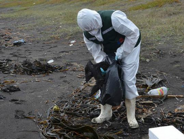 Actividad pesquera podría ser responsable de masiva muerte de aves en Bío Bío