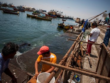 Arica, O’Higgins y Los Lagos lideran el crecimiento regional