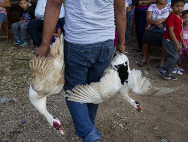 México abre investigación por ritual que incluye la muerte de un pato