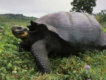 Liberarán a 207 tortugas gigantes en isla del archipiélago de Galápagos