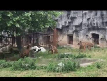 Video: Grulla pelea contra tres tigres en China