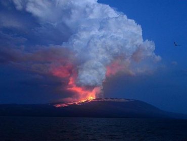 Fauna de Galápagos no se vio afectada por erupción de volcán Wolf