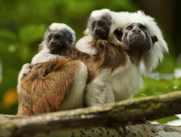 Según estudio Colombia es el país con mayores especies de primates